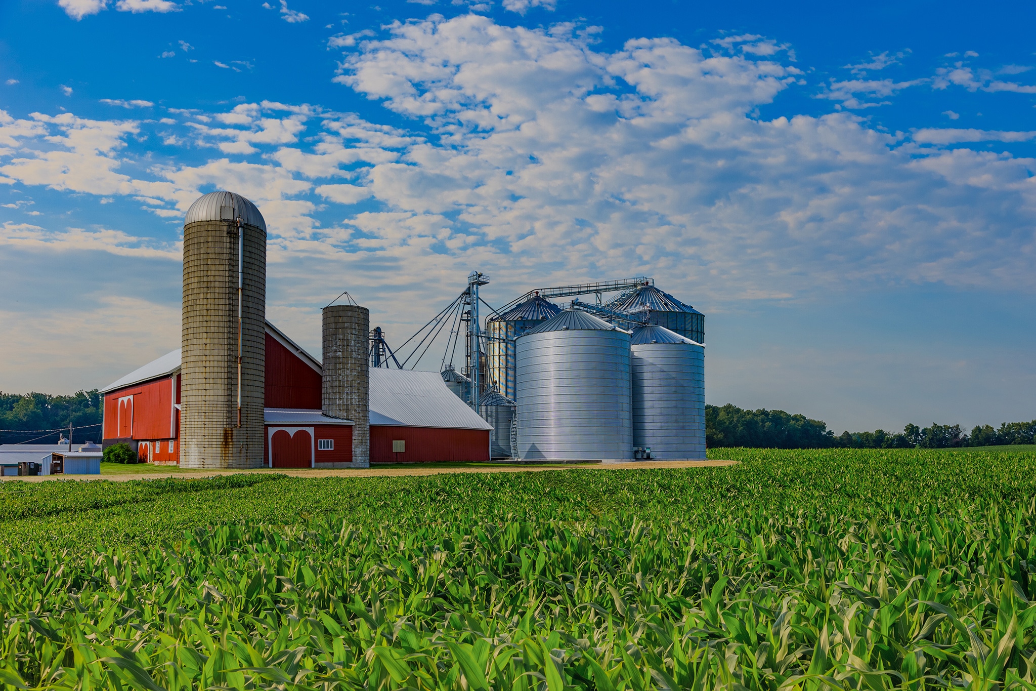 Spring corn crop; farm with barn, Midwest USA; agriculture; crop with barn; crop field, corn field; Indiana farm; Ohio farm; Iowa farm