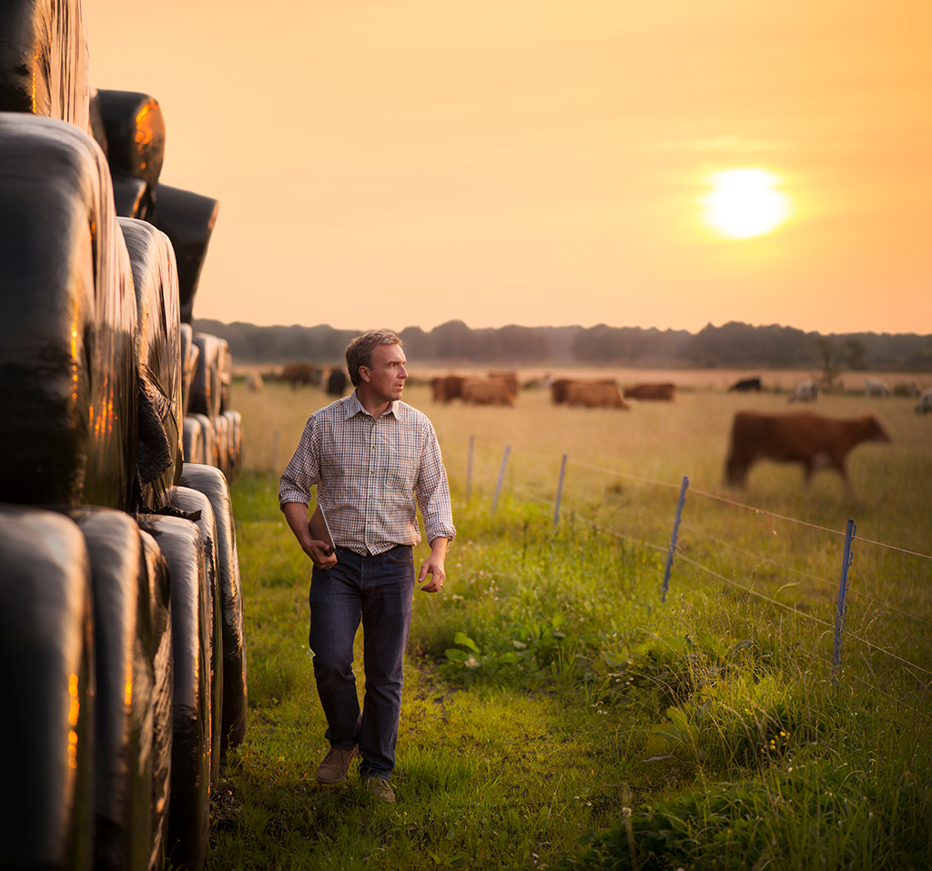 farmer checking his cattle farmer checking his cattle