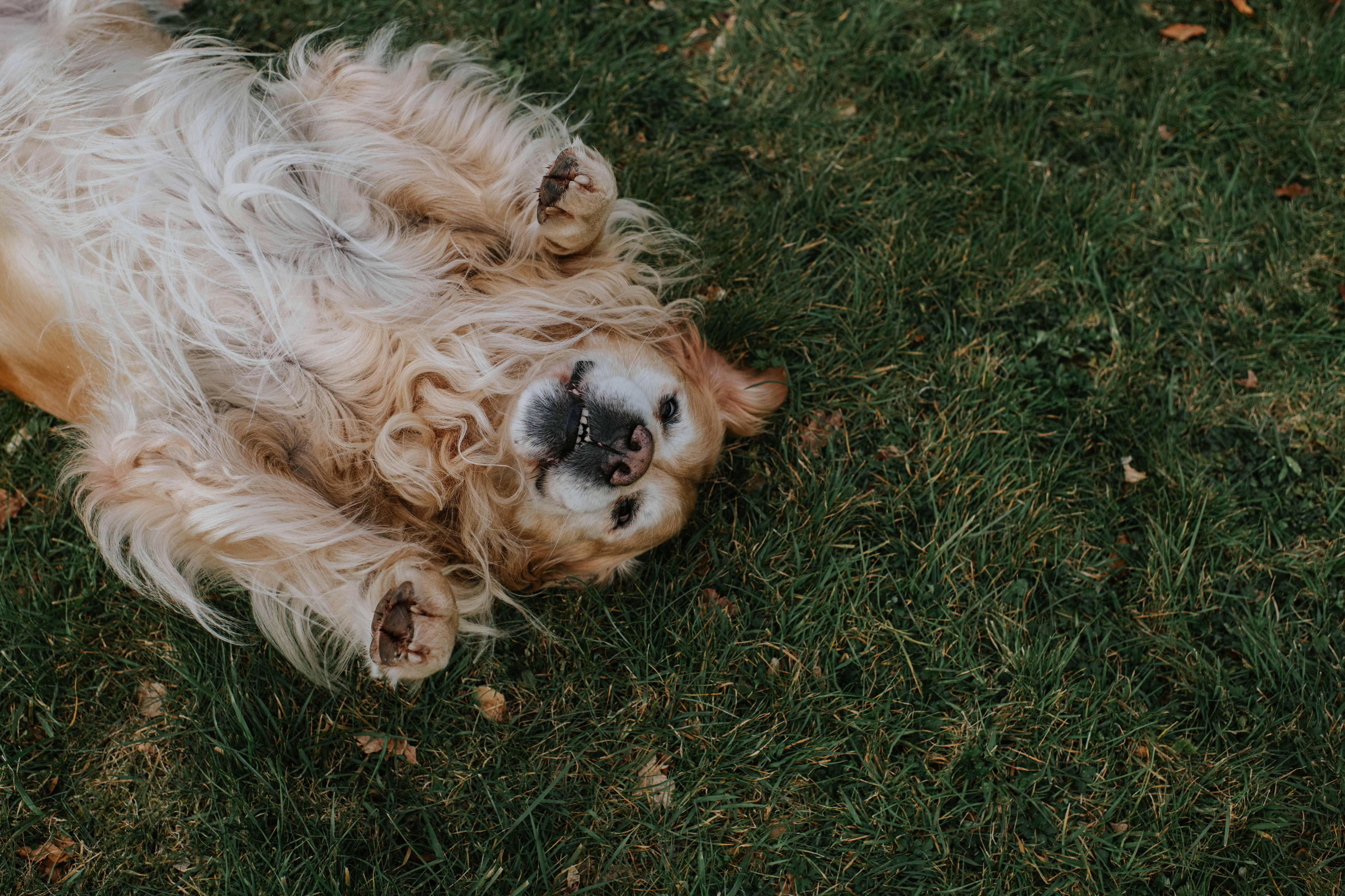 Golden Retriever lying upside down in the grass